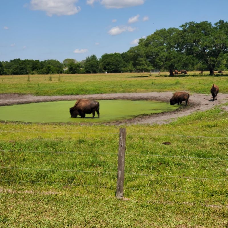 The Bison Herd That Makes This Place Truly Unforgettable