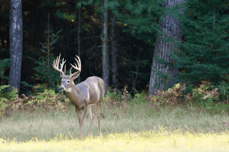 The Fenced World That Keeps the Wild In