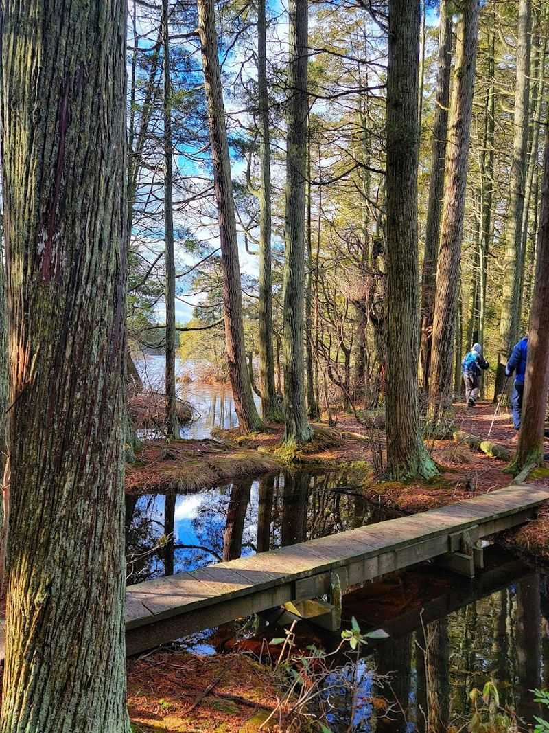 The Pine Barrens Setting That Surrounds the Park