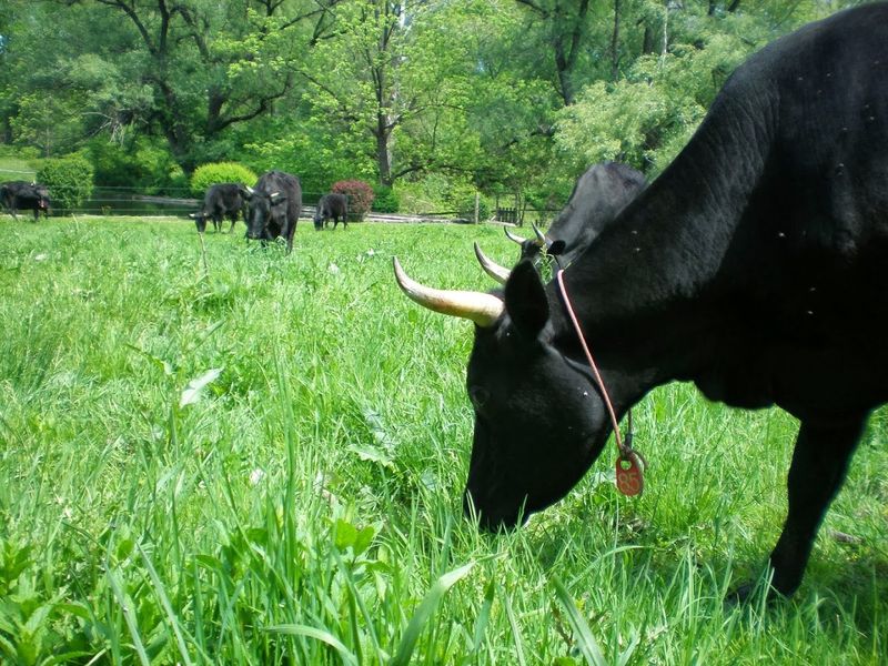 The Story Behind the Farm and Its Founders