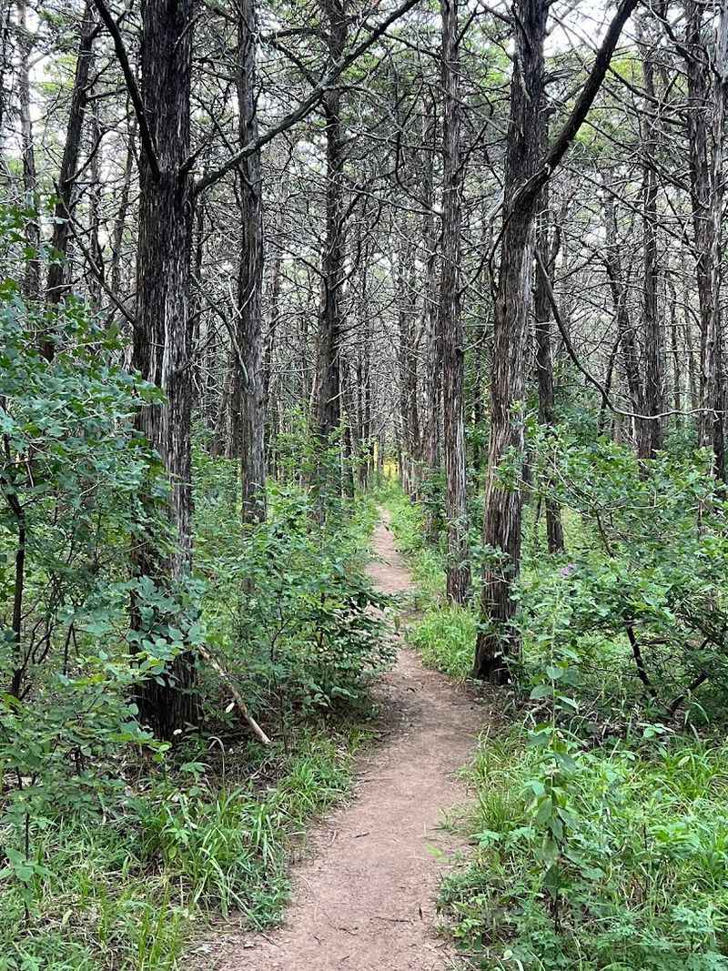 The Science Experiment That Became a Forest