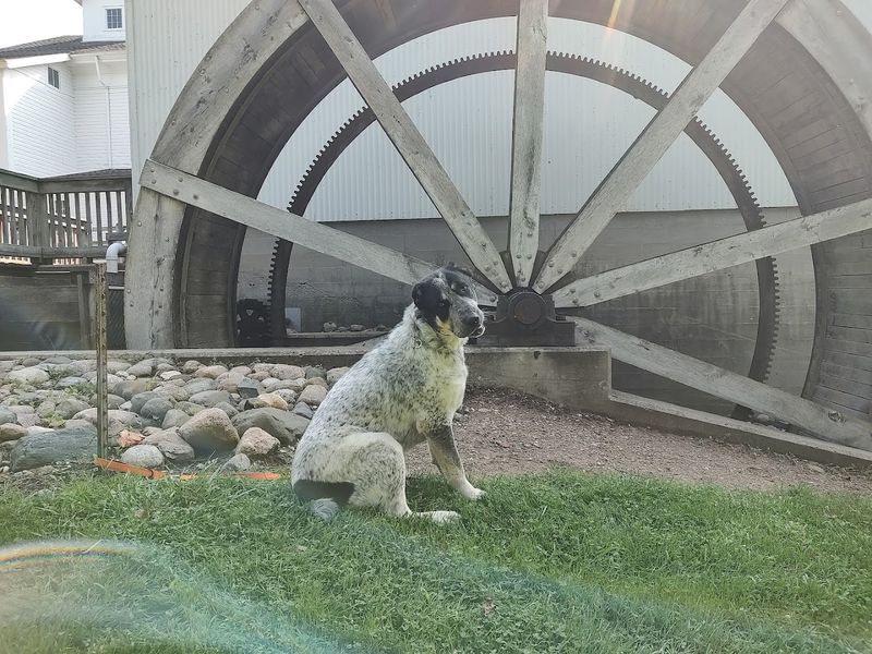 The Mill That Refuses to Retire