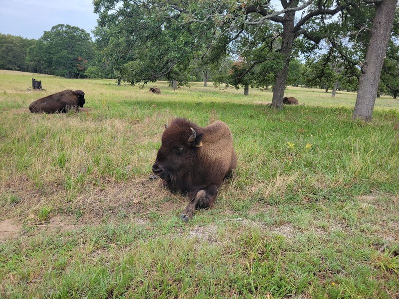 The Bison Herd: Oklahoma's Most Photogenic Traffic Jam