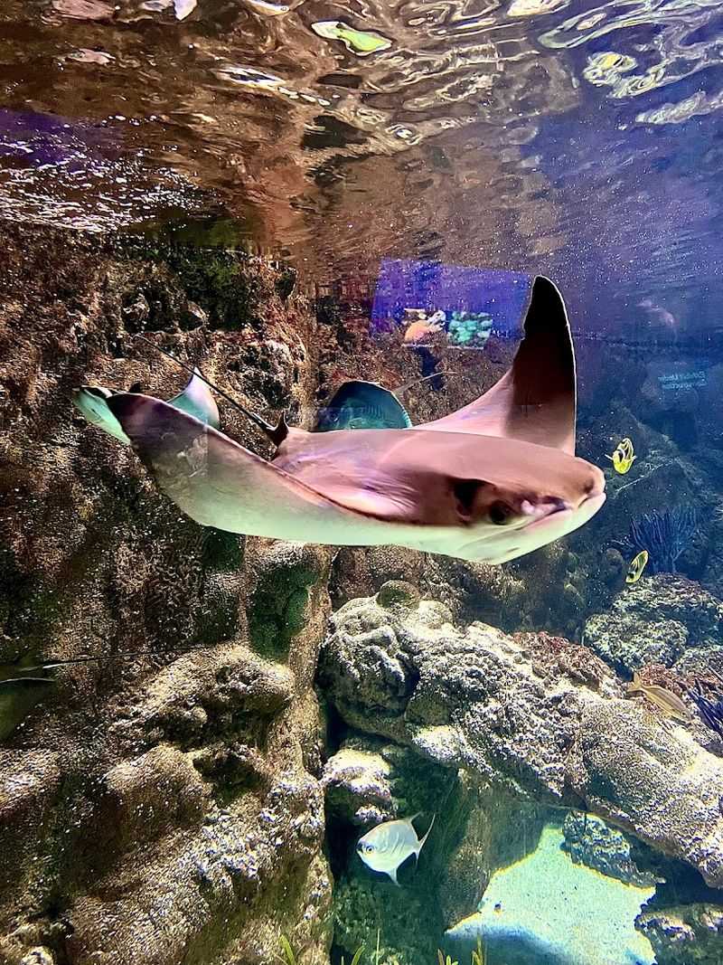 The Aquarium That Steals the Show