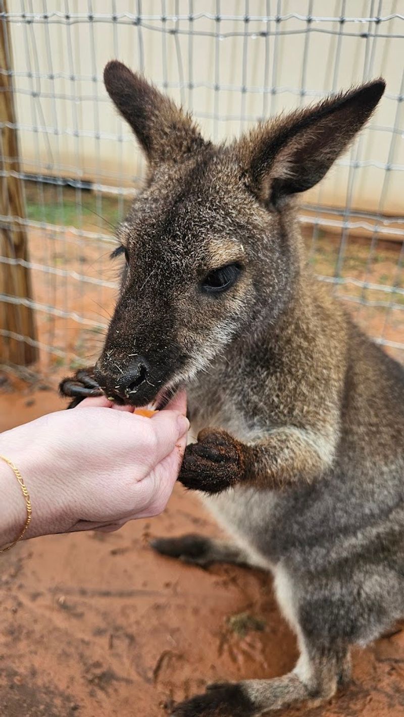 The Animal Roster: Over 100 Exotic Residents