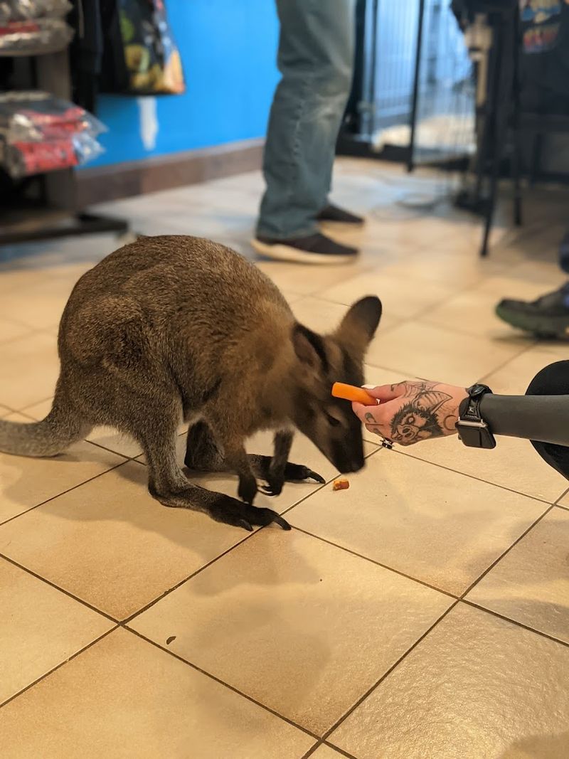 Penelope the Wallaby: The Welcoming Committee