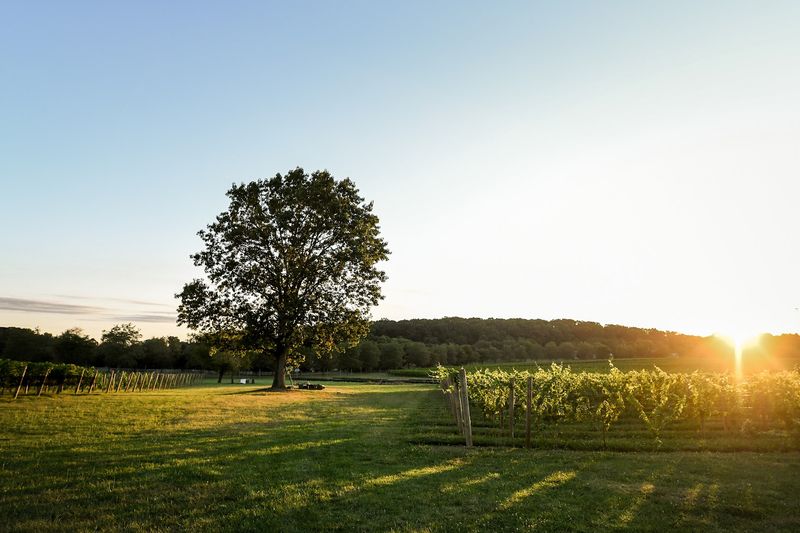 The Vineyard Story: A Family Operation with Deep Roots