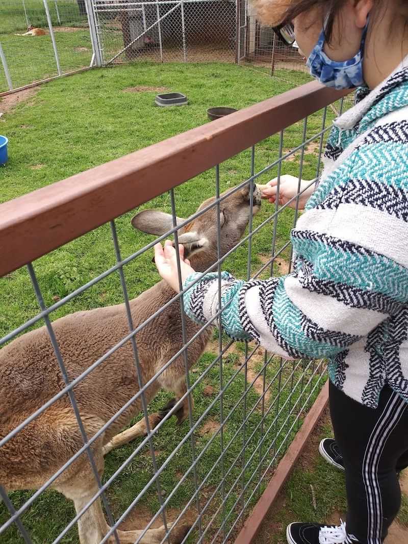 The Animals You Will Actually Get to Touch