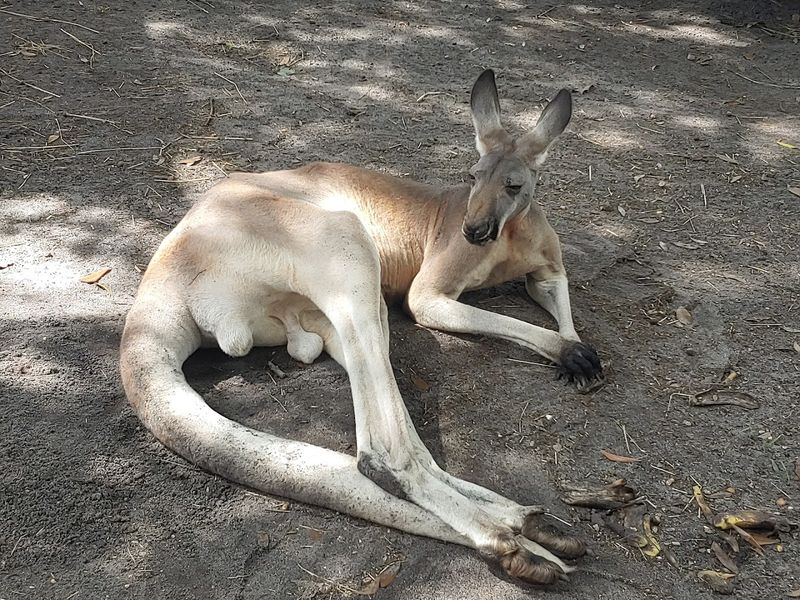The Kangaroos and Exotic Animal Area