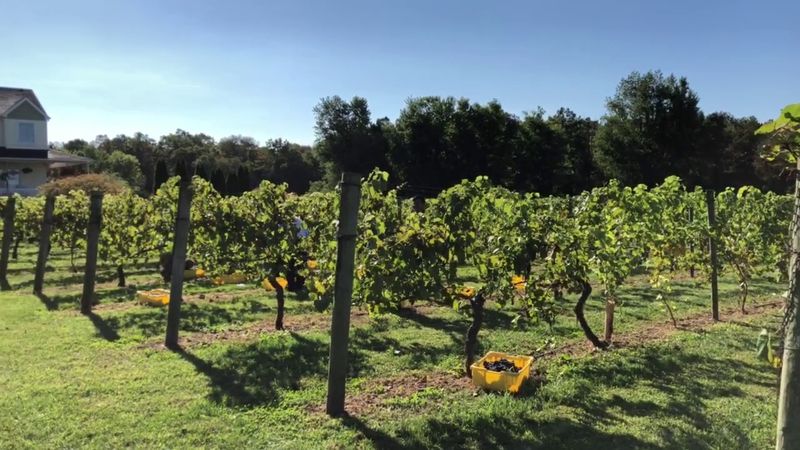 A Pine Barrens Escape