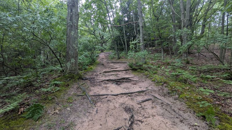 The Trail Through the Woods and What to Expect