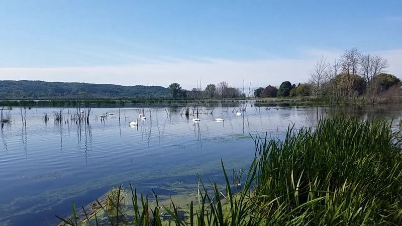 The Story Behind One of Michigan's Rarest Ecosystems