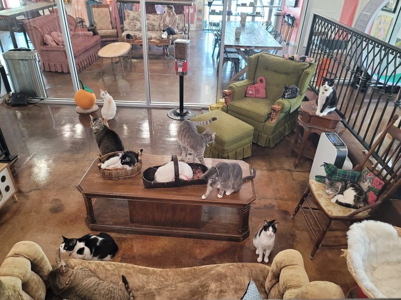 The Story Behind the Name and the Mission