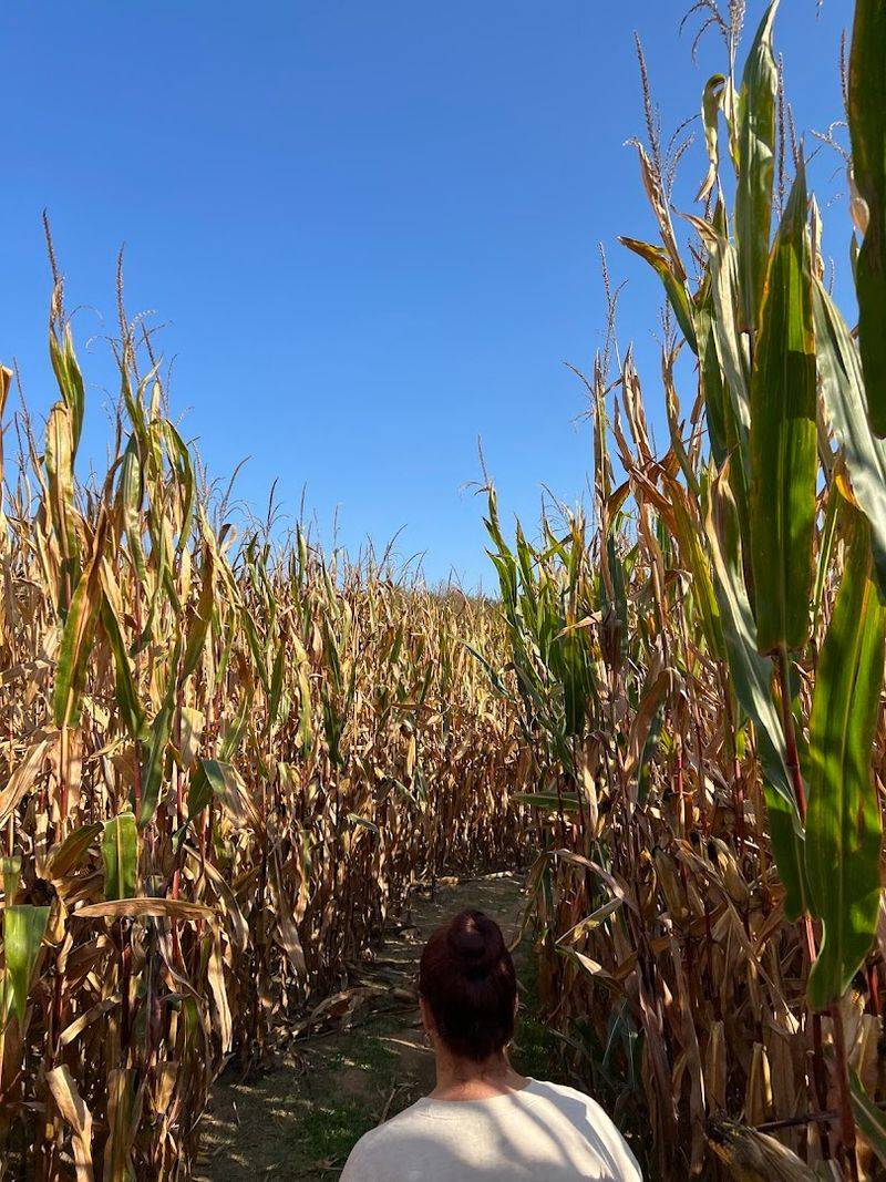 A Corn Maze That Actually Earns Its Reputation