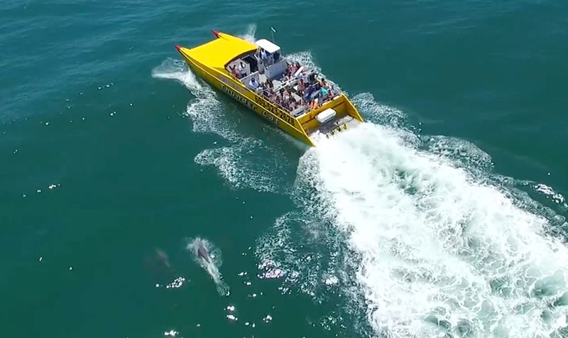 The Thunder Cat Vessel: Built to Attract Dolphins