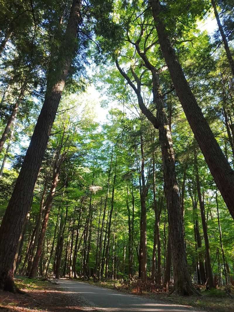 The 49-Acre Old-Growth Forest That Defied the Loggers