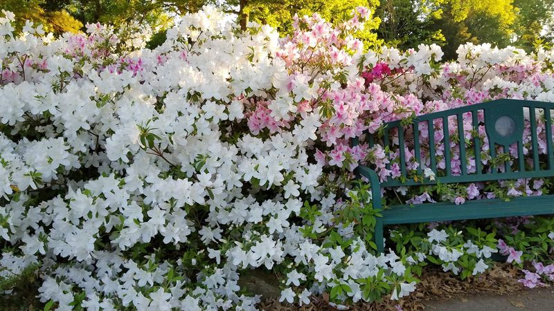 The Azalea Festival: Oklahoma's Most Colorful Spring Tradition