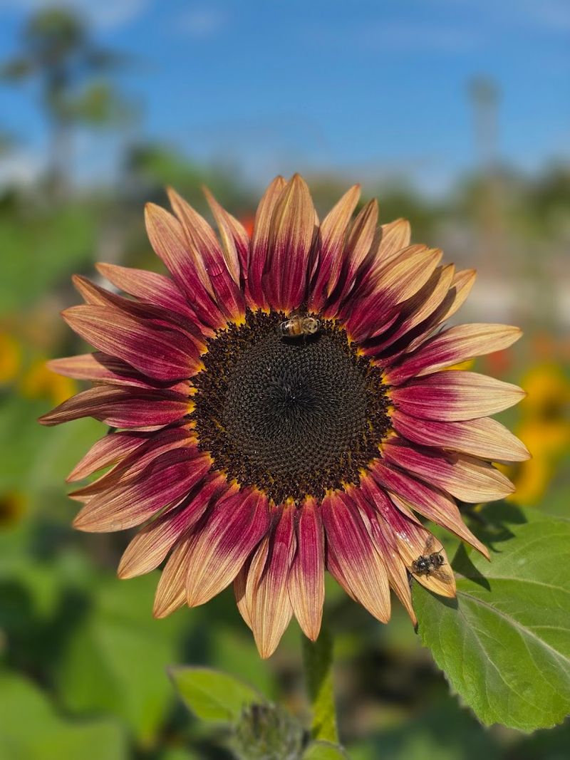 The Story Behind the Farm