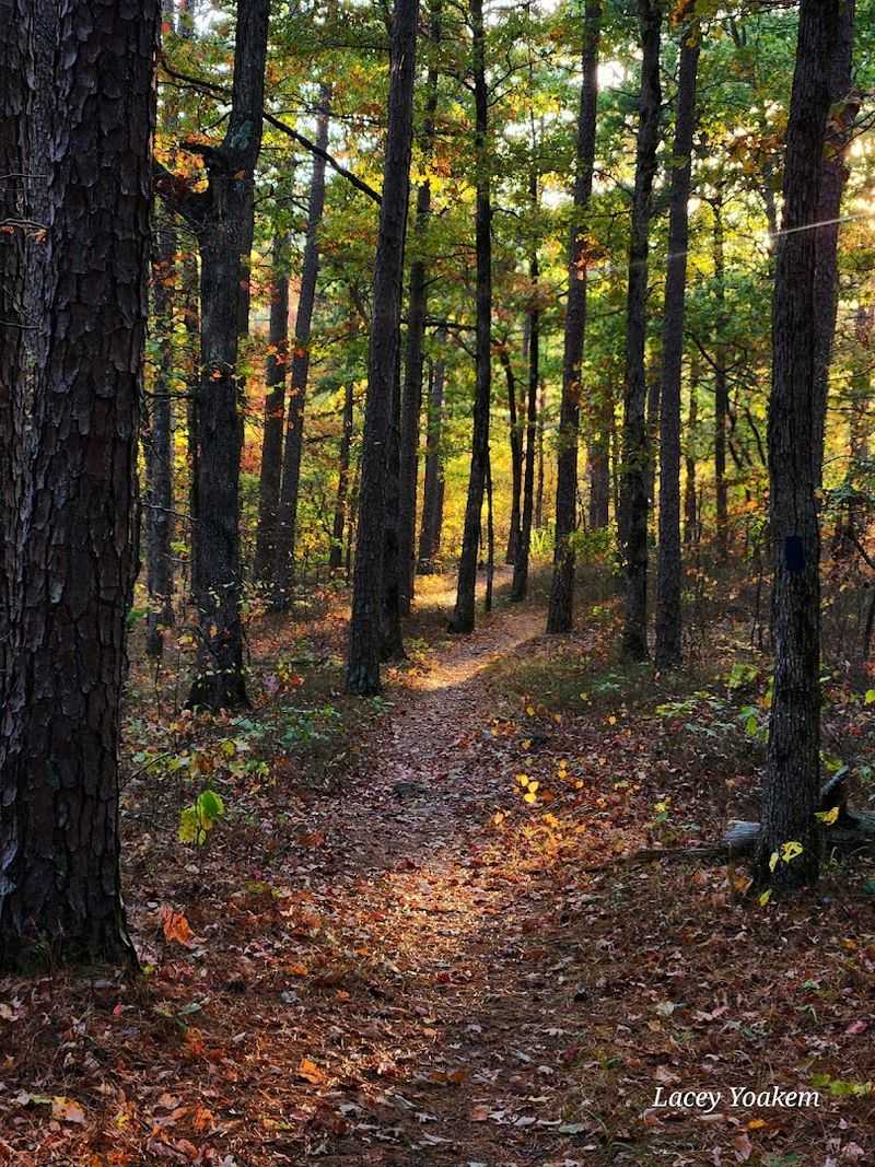 The Ouachita National Recreation Trail