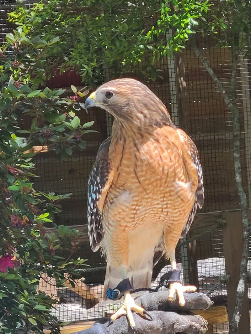 The Mission Behind Every Animal Here