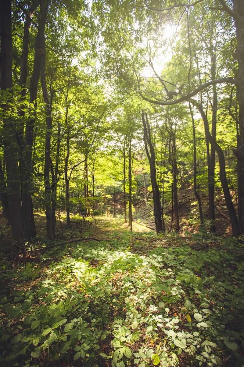 The Trail Itself: A Walk Through Beech-Maple Forest