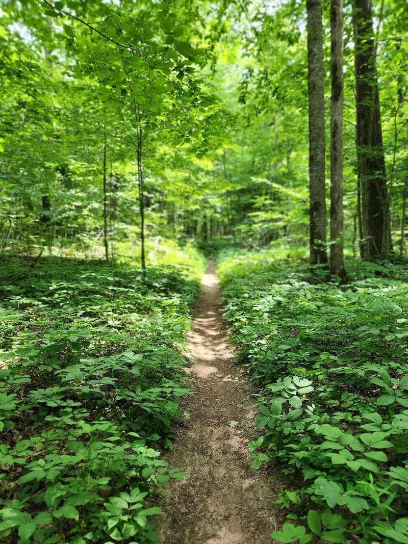 The Trail Itself: What to Expect on the Way Up