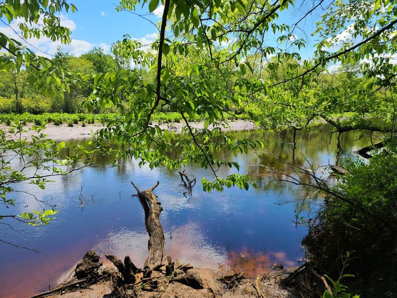 The Wetlands Boardwalk That Started It All