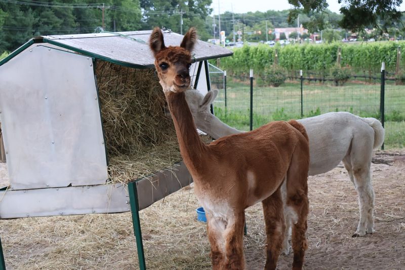 The Farm Animals That Make This Place Unforgettable