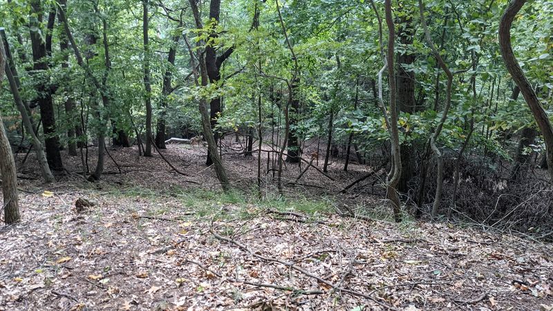 The Forest That Time Forgot