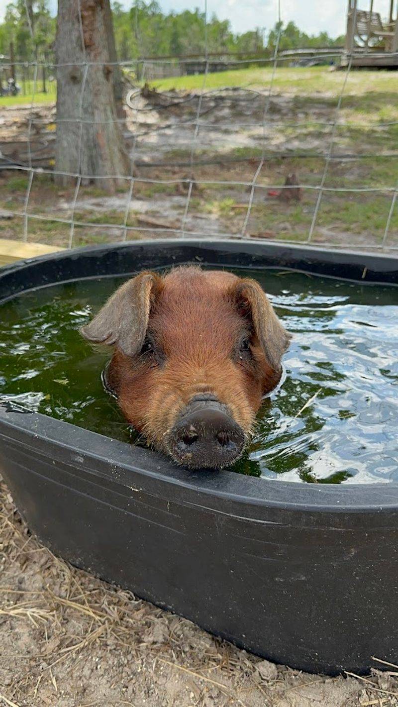 The Mini Pig Experience You Will Not Stop Talking About