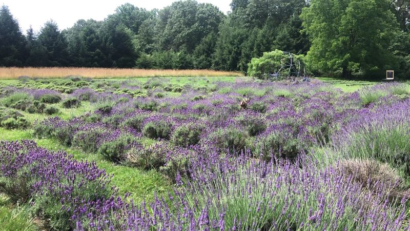Rows of Lavender That Actually Grow Here