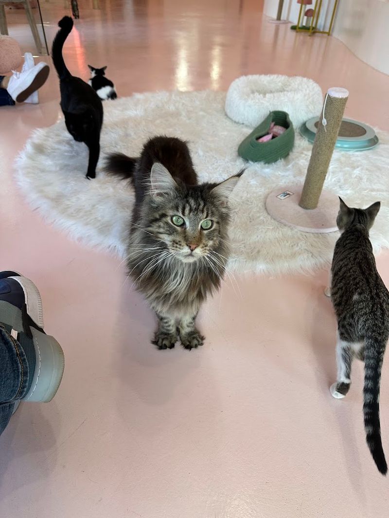 The Story Behind the Café