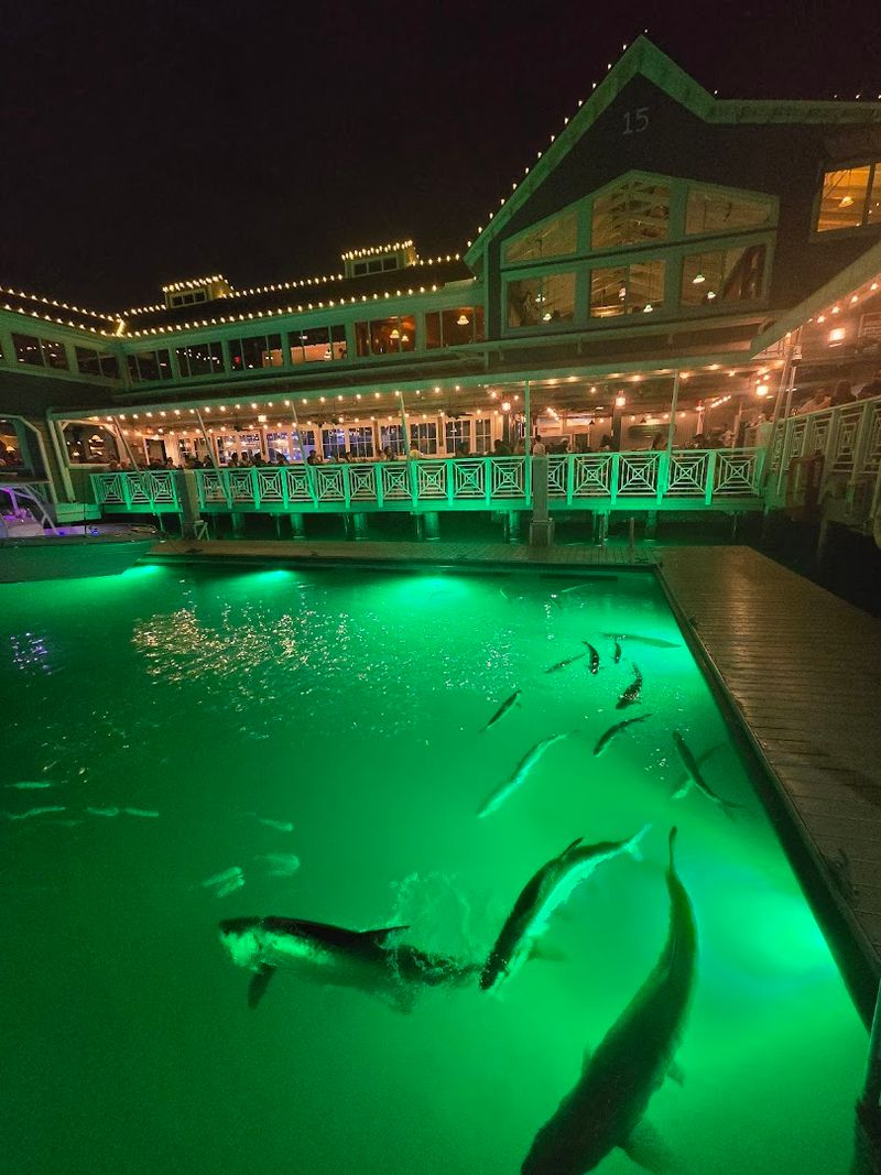 The Giant Tarpon on the Dock