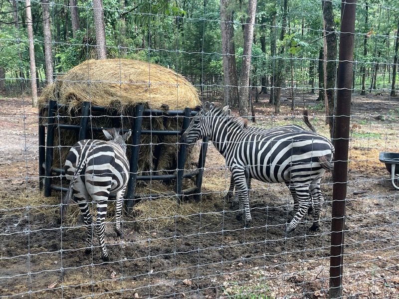 The Drive-Through Safari Experience