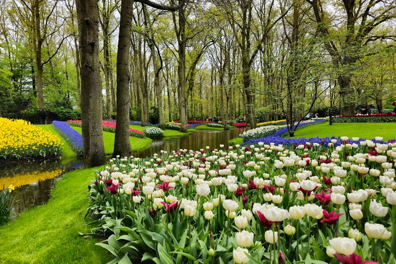 Keukenhof, Lisse (near Amsterdam), Netherlands