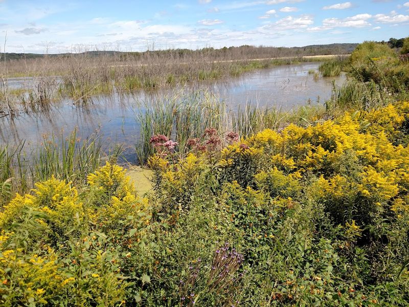 The Plants That Make the Marsh So Visually Striking