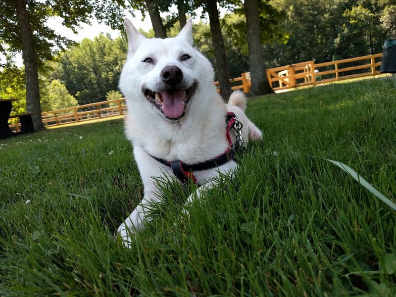 A Strong Pick for Dog Owners