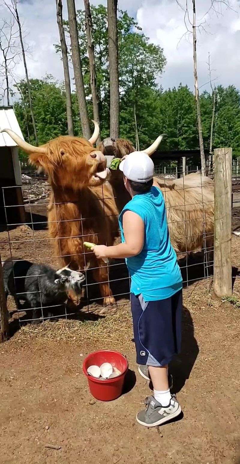 Feed Buckets, Lettuce, and Instant Joy
