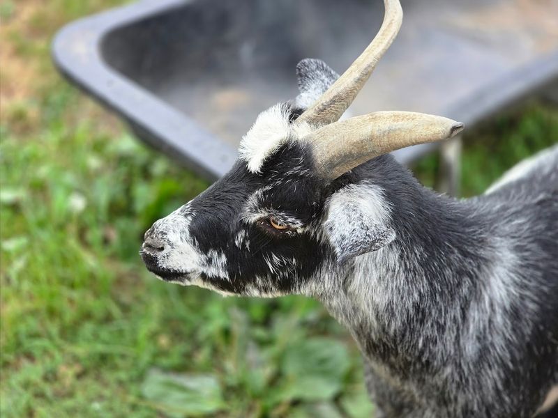 Peach Festival Energy Without Losing the Charm