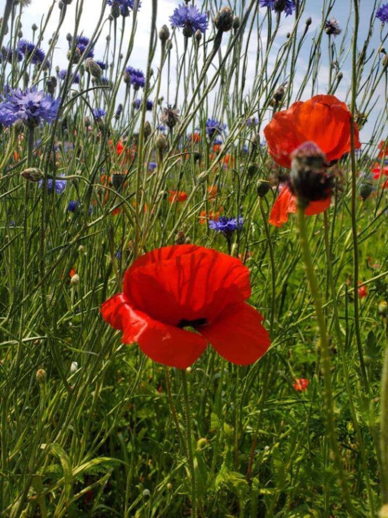 A quiet mood under all that color