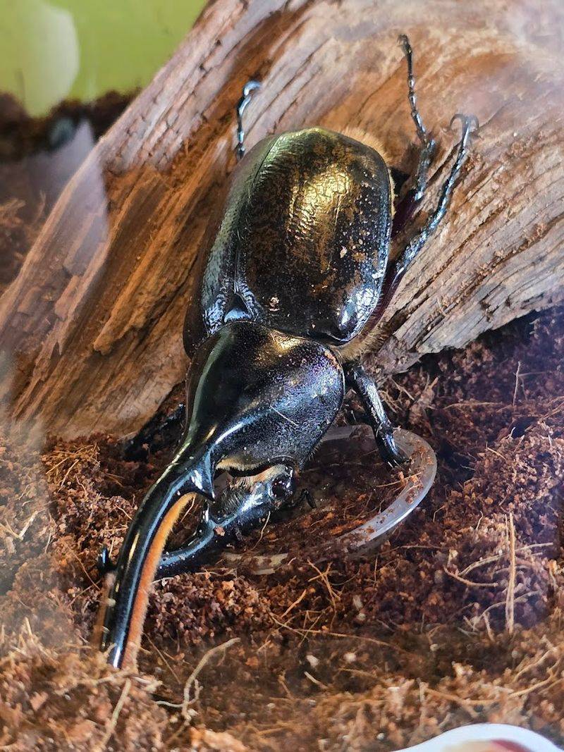 The bug zoo surprise