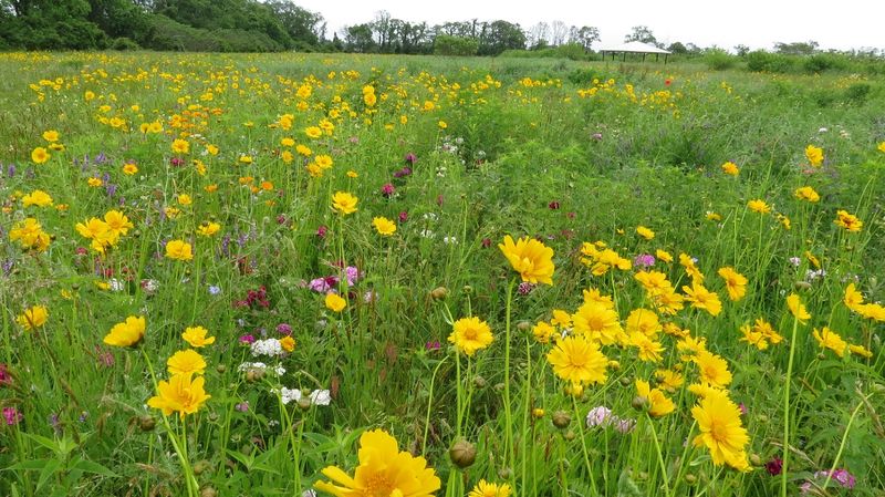 Wetlands, meadow, and old fields