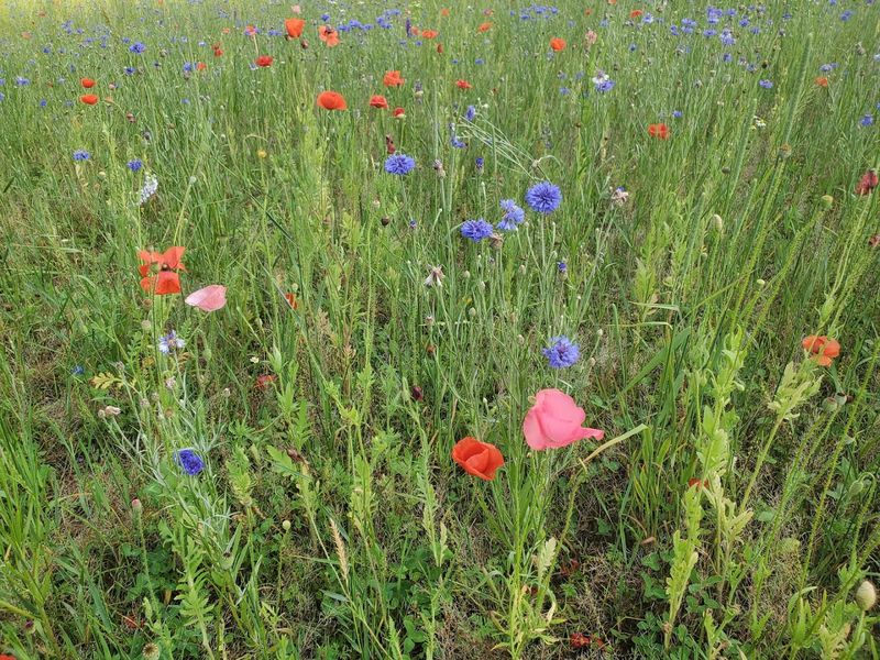 A four-acre canvas in bloom