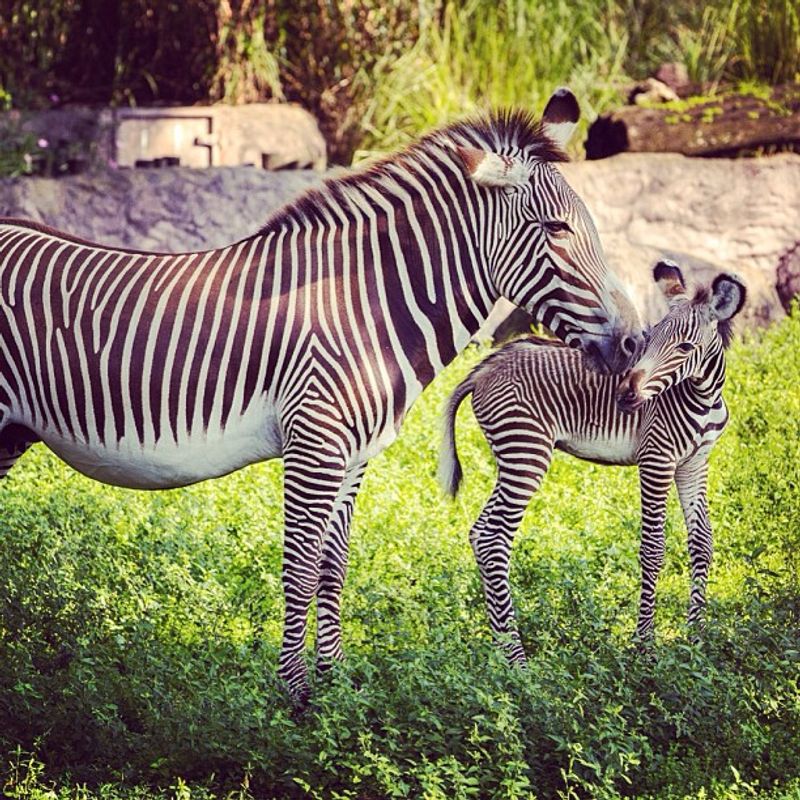 Animal Variety Beyond the Big Names