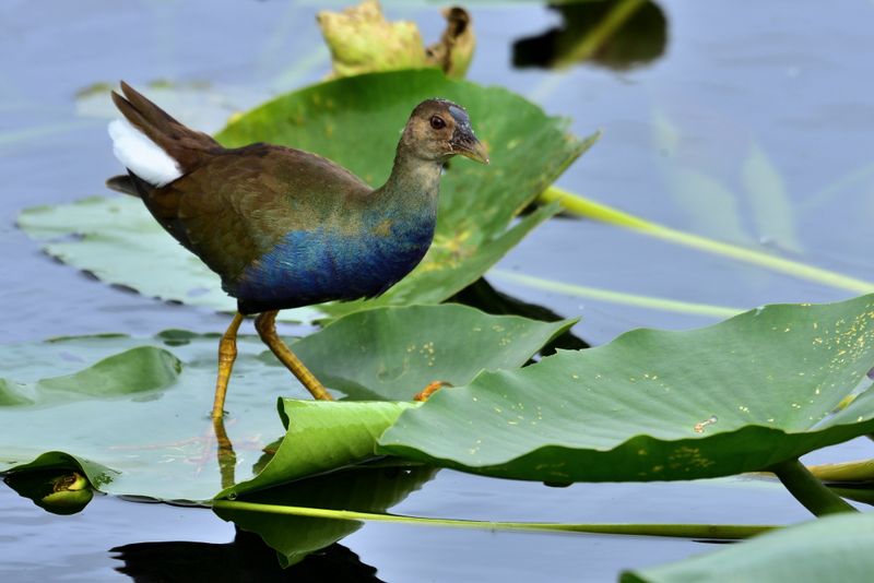 Birdwatching Highlights