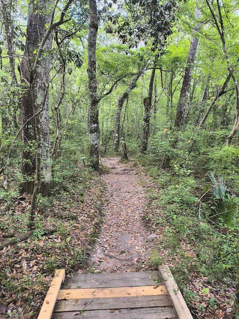 Hiking Trails Through Quiet Florida Forest