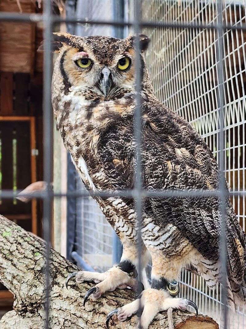 The Raptor Aviary: Birds of Prey Up Close