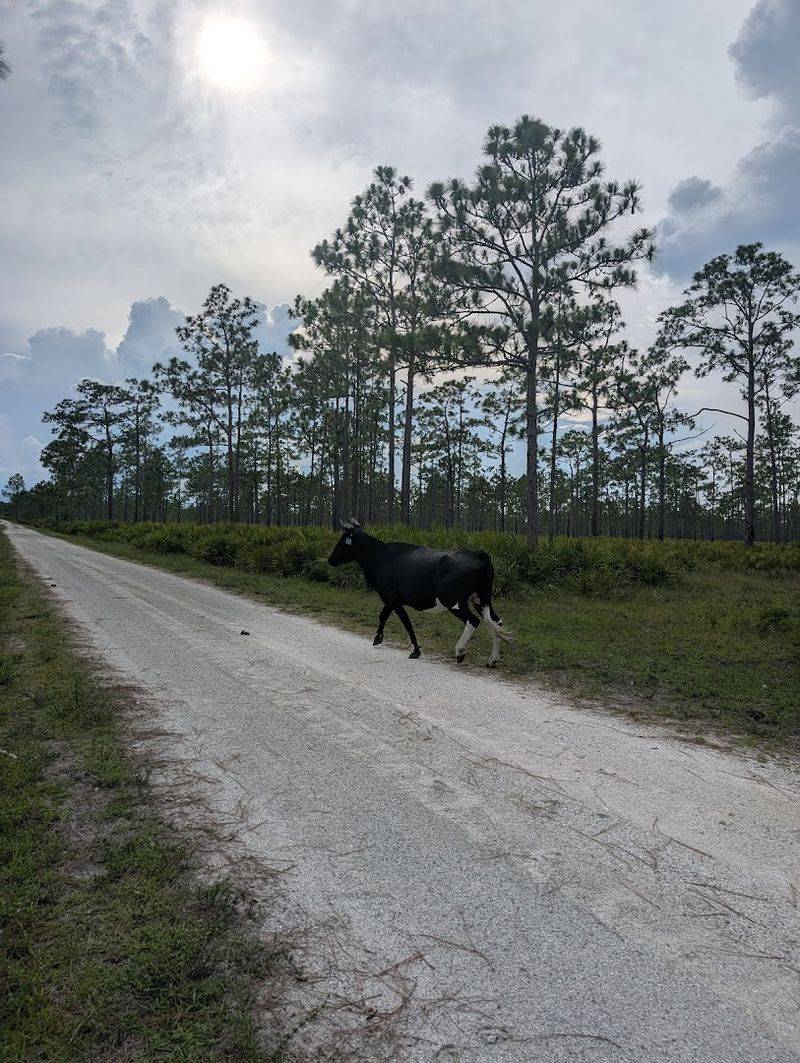 A Living Piece of Florida's Cattle Country Heritage