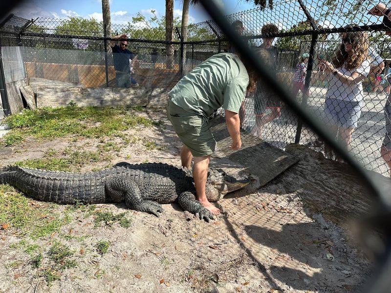 The Alligator Show: Up Close and Personal
