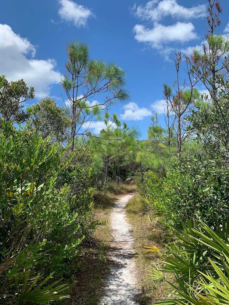 Biking Through the Flatwoods Forest Loop